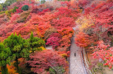 Sonbahar renkli yaprakları ile Japon bahçesi