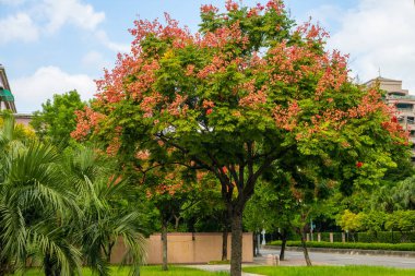 Tayvanlı yağmur ağaç parkta