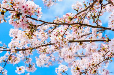 güzel kiraz çiçekleri