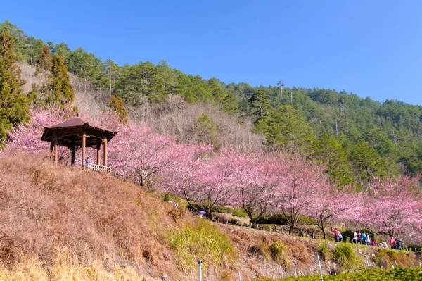 Granja Wuling con flor de cerezo en Taichung — Foto de Stock