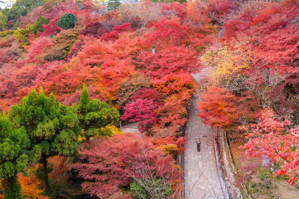 가 단풍과 일본 정원 — 스톡 사진