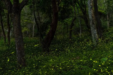 fireflies in the forest of Taichung clipart