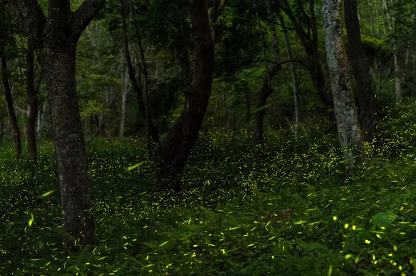 Fireflies in the forest of Taichung — Stock Photo, Image