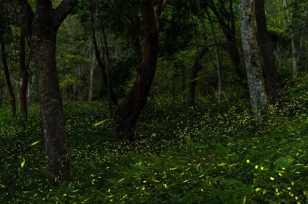 Vaga-lumes na floresta de Taichung — Fotografia de Stock