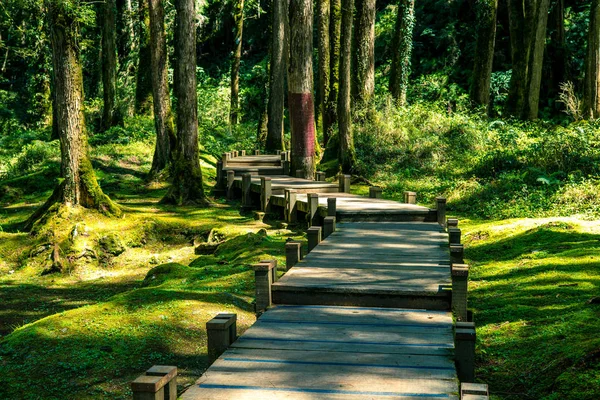 wooden walkway in the forest