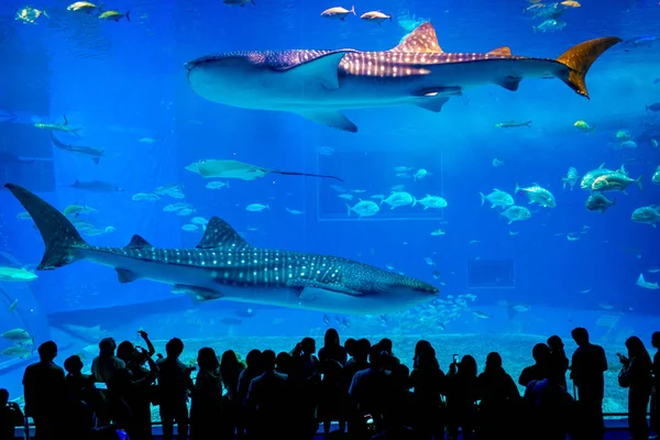 Kuroshio deniz ana tank Okinawa Churaumi akvaryum