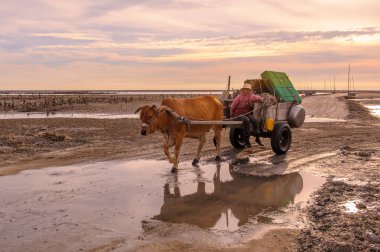 Changhua, Taiwan - July 20, 2013: man drives a cow cart on the beach to pick out oysters in Fangyuan, Changhua clipart