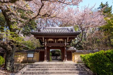 Homyoji Tapınağı ile Tokyo kiraz çiçeği