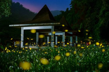 hsinchu gece ülke tarafında Fireflies