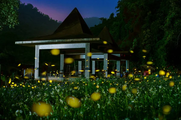 Hsinchu Gece Ülke Tarafında Fireflies — Stok fotoğraf