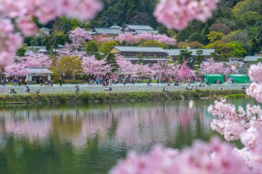 arashiyama nehrin yanında, kiraz çiçeği