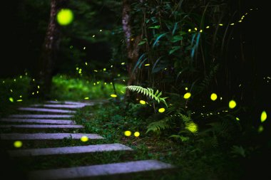 Tayvan gece ormanda ateş böcekleri