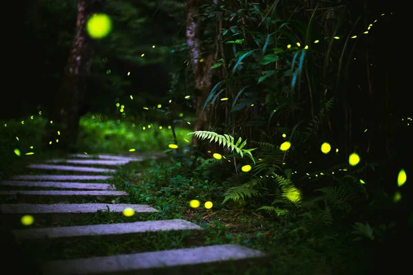 Luciérnagas Arbusto Por Noche Taiwan — Foto de Stock