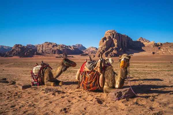 南ヨルダンのワディ ラム砂漠にあるラクダは — ストック写真