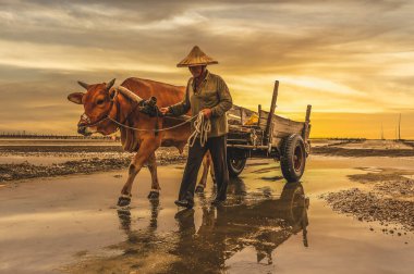 man drives a cow cart on the beach to pick out oysters in Fangyuan, Changhua clipart
