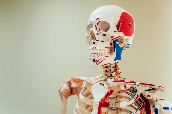 Människans anatomi modell. Medicinsk kontor. Bakgrund — Stockfoto