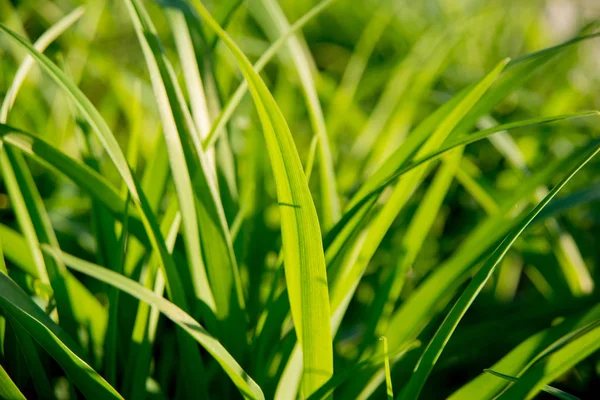 Gräset Solljus Närbild — Stockfoto