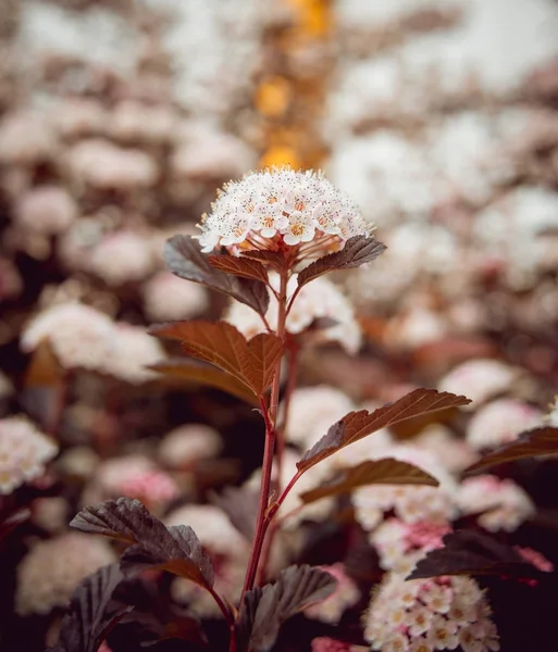 Çiçek açan physocarpus opulifolius Ninebark çiçeği olarak da bilinir. Makro.