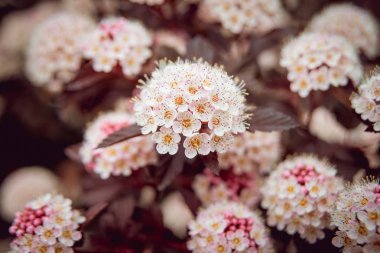 Çiçek açan physocarpus opulifolius Ninebark çiçeği olarak da bilinir. Makro.