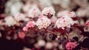 Çiçek açan physocarpus opulifolius Ninebark çiçeği olarak da bilinir. Makro.