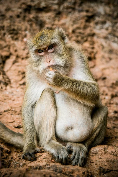 Closeup Monkey Sitting Eating Brown Background — Stock Photo, Image