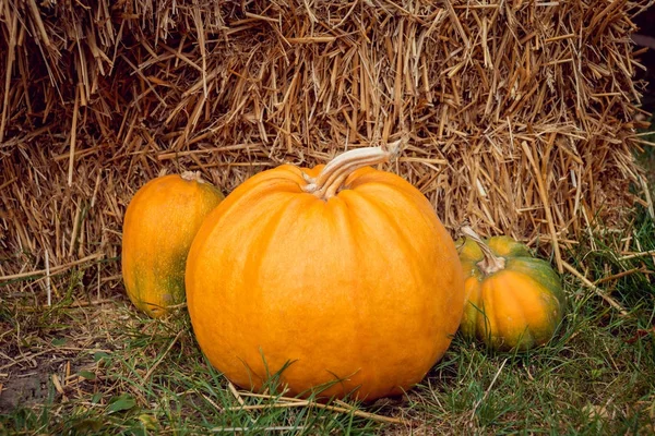 kabaklar saman bir arka plan üzerinde