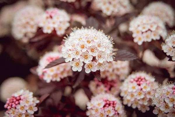 Çiçek açan physocarpus opulifolius Ninebark çiçeği olarak da bilinir. Makro.