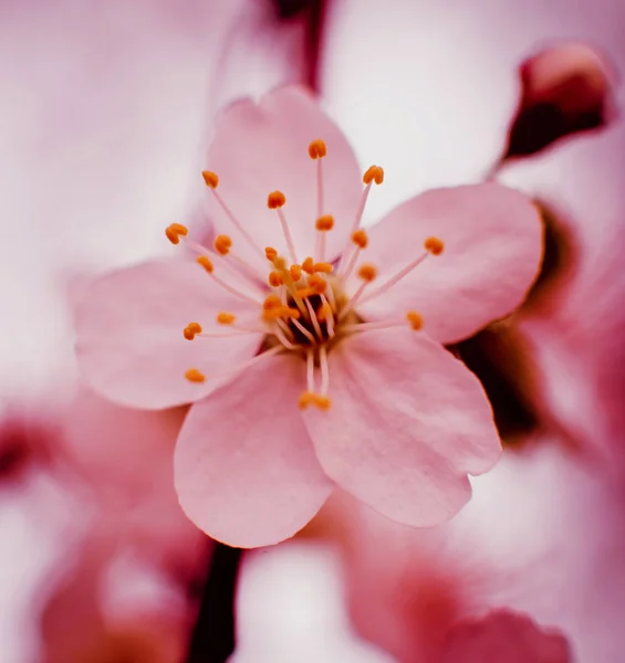 Mooie Bloemen Achtergrond Macro — Stockfoto