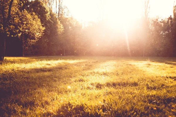 Green Meadow Sunlight — Stock Photo, Image