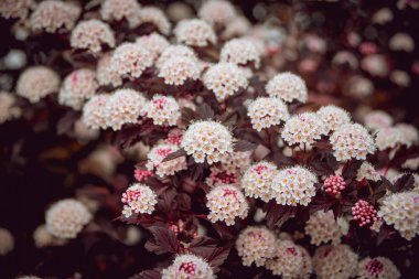 Çiçek açan physocarpus opulifolius Ninebark çiçeği olarak da bilinir. Makro.