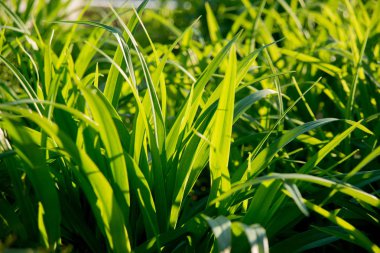 Güneş ışığı, closeup çim