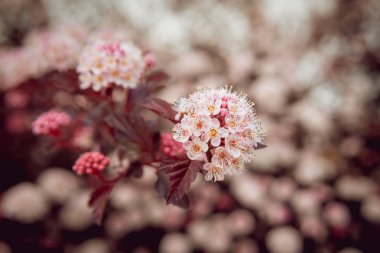 Çiçek açan physocarpus opulifolius Ninebark çiçeği olarak da bilinir. Makro.