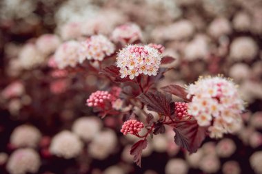 Çiçek açan physocarpus opulifolius Ninebark çiçeği olarak da bilinir. Makro.