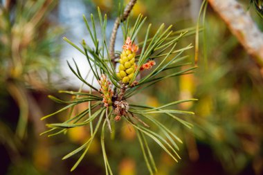 Güzel şube külah. Arka plan. Makro
