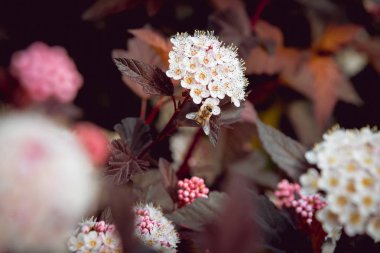Çiçek üzerindeki bir arı