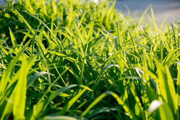 Gräset Solljus Närbild — Stockfoto