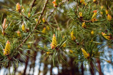 Güzel şube külah. Arka plan. Makro
