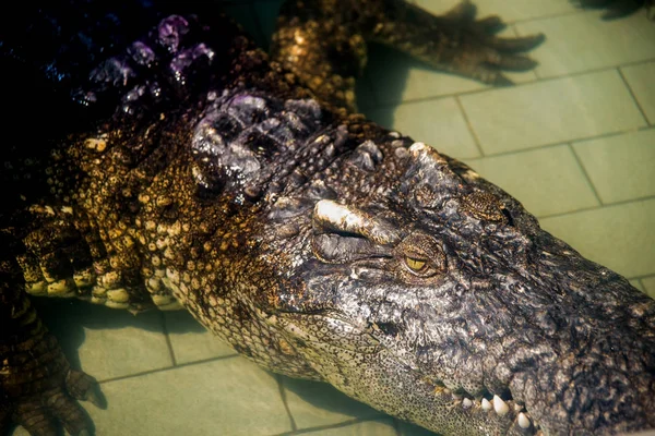 Reptilien Krokodil Kopf Auge Zähne — Stockfoto