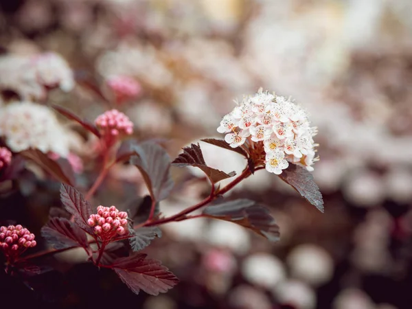 Belles fleurs. — Photo