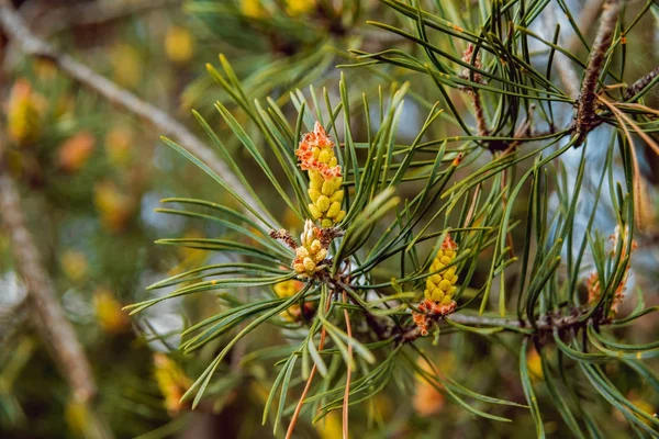 Güzel şube külah. Arka plan. Makro