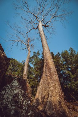Kamboçya. Siem biçmek - 16 Mart/2016: görünümünü Siem biçmek.