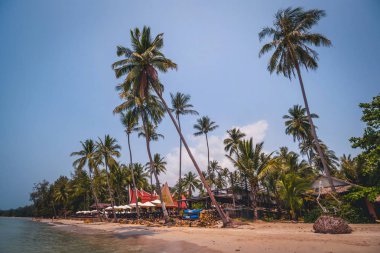 Palmiye ağaçları ile plaj güzel görünüm