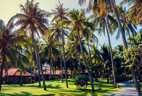 Palmiye Ağaçları Güzel Manzara Arka Plan — Stok fotoğraf