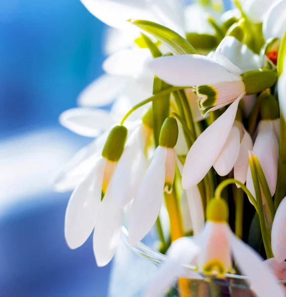 美しいスノー ドロップの花 マクロ — ストック写真