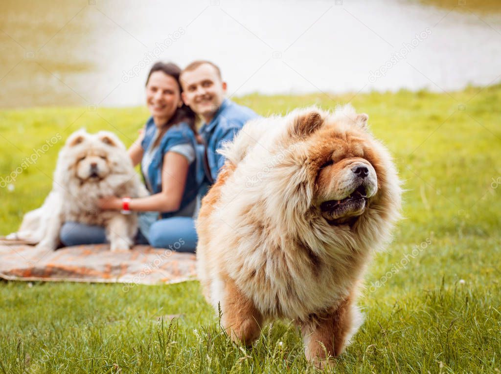 Young couple with their dogs chow-chow walking in the park and having good time