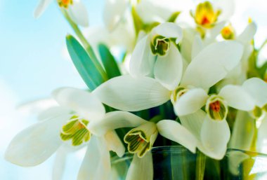 Güzel kardelen çiçek. Makro.