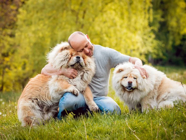 Adult Man Playing His Dogs Chow Chow Park — Stock Photo, Image