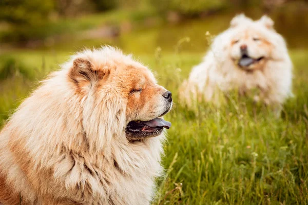 Τσόου Τσόου Όμορφα Σκυλιά Στο Πάρκο — Φωτογραφία Αρχείου