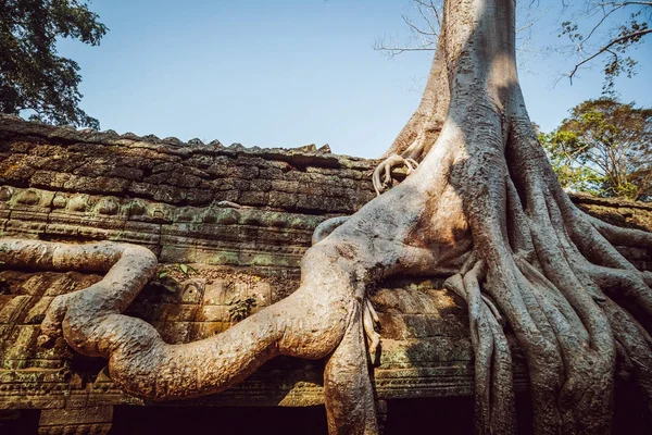 Camboya Angkor Wat Marzo 2016 Angkor Wat Temple —  Fotos de Stock