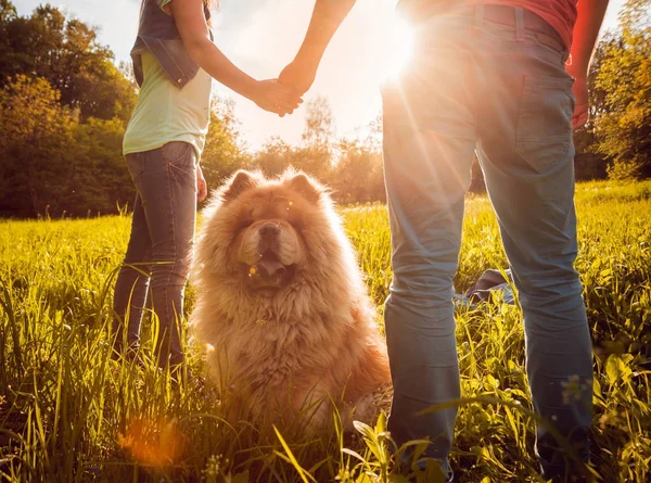 公園を散歩して 良い時間を過ごして 犬まぜこぜで若いカップルします — ストック写真